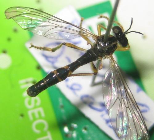 Dioctria linearis